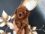 Üst Kalite Orjinal Kore Toy Poodle Yavrum