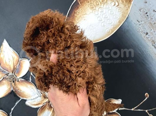 Üst Kalite Orjinal Kore Toy Poodle Yavrum görsel