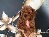 Üst Kalite Orjinal Kore Toy Poodle Yavrum