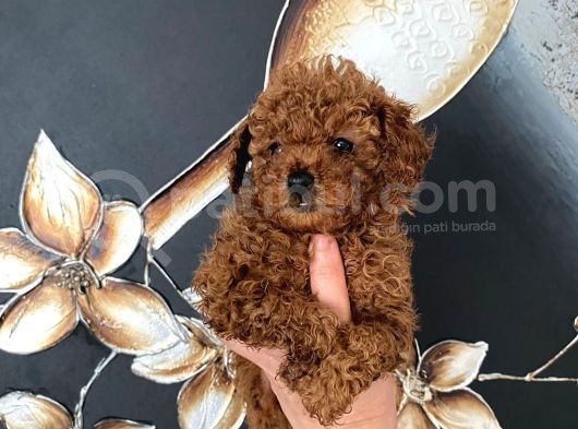 Üst Kalite Orjinal Kore Toy Poodle Yavrum görsel