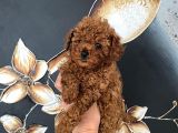 Üst Kalite Orjinal Kore Toy Poodle Yavrum