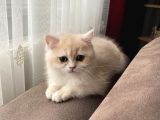 British Shorthair Golden Yavru