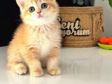 A Kalite Bri̇ti̇sh Shorthai̇r Golden  Yavrular