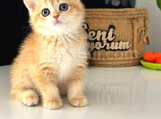 A Kalite Bri̇ti̇sh Shorthai̇r Golden  Yavrular görsel
