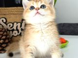 A kalite BRİTİSH SHORTHAİR GOLDEN  yavrular