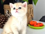 A Kalite Bri̇ti̇sh Shorthai̇r Golden  Yavrular