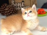 A Kalite Bri̇ti̇sh Shorthai̇r Golden  Yavrular