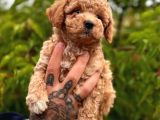 Küçücük Boylu Ori̇ji̇nal Kore Kan Toy Poodle Bebekler