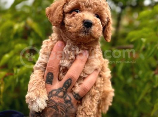 Küçücük Boylu Ori̇ji̇nal Kore Kan Toy Poodle Bebekler görsel