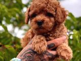 Küçücük Boylu Ori̇ji̇nal Kore Kan Toy Poodle Bebekler