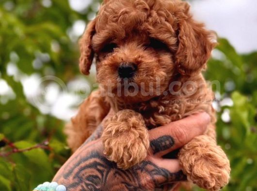 Küçücük Boylu Ori̇ji̇nal Kore Kan Toy Poodle Bebekler görsel