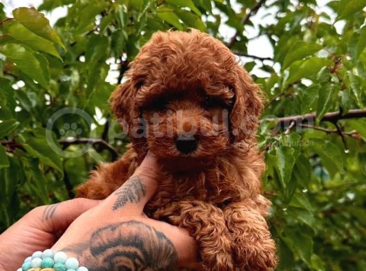Küçücük Boylu Ori̇ji̇nal Kore Kan Toy Poodle Bebekler görsel