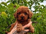 KÜÇÜCÜK BOYLU ORİJİNAL KORE KAN TOY POODLE BEBEKLER