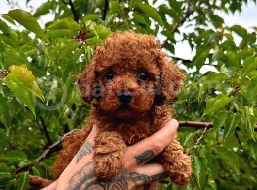 Küçücük Boylu Ori̇ji̇nal Kore Kan Toy Poodle Bebekler