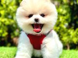 MİNİCİK BOYLU ETİ PUF POMERANİAN BOO BEBEKLER