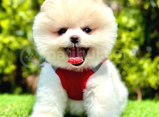 Mi̇ni̇ci̇k Boylu Eti̇ Puf Pomerani̇an Boo Bebekler