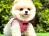 Mi̇ni̇ci̇k Boylu Eti̇ Puf Pomerani̇an Boo Bebekler