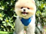 Mi̇ni̇ci̇k Boylu Eti̇ Puf Pomerani̇an Boo Bebekler