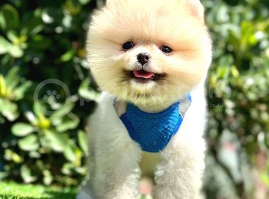 Mi̇ni̇ci̇k Boylu Eti̇ Puf Pomerani̇an Boo Bebekler görsel