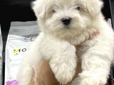 Pamuk Şekeri̇ Gi̇bi̇ Safkan Orji̇nal Bebekleri̇mi̇z