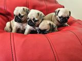 Pugmobs Yavrularimiz
