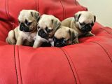 Pugmobs Yavrularimiz