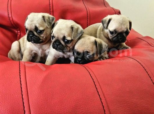 Pugmobs Yavrularimiz görsel