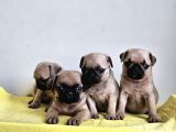 Pugmobs Yavrularimiz