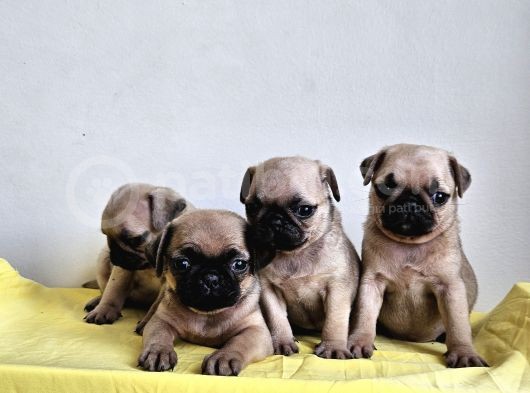 Pugmobs Yavrularimiz görsel