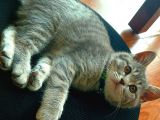 British Shorthair Erkek Yavru Leopar Desenli