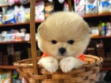 Ayı Surat Tea Cup Pomeranian Boo