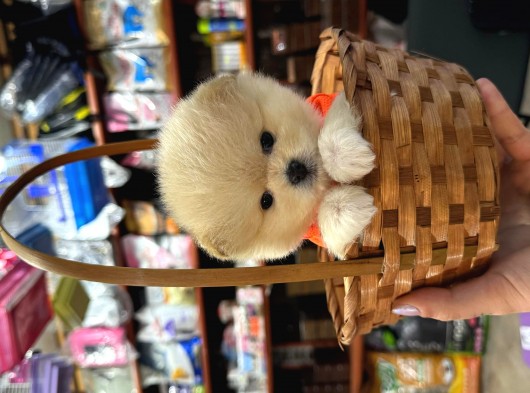 Ayı Surat Tea Cup Pomeranian Boo görsel