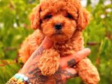 TOOY POODLE YAVRUMUZ 0 TEACUP 
