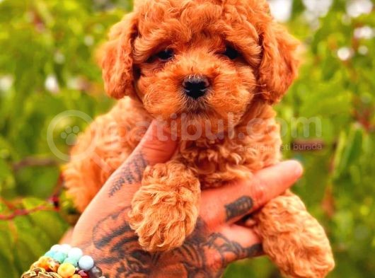 Tooy Poodle Yavrumuz 0 Teacup 