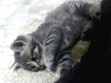British Shorthair Erkek Yavru Leopar Desenli