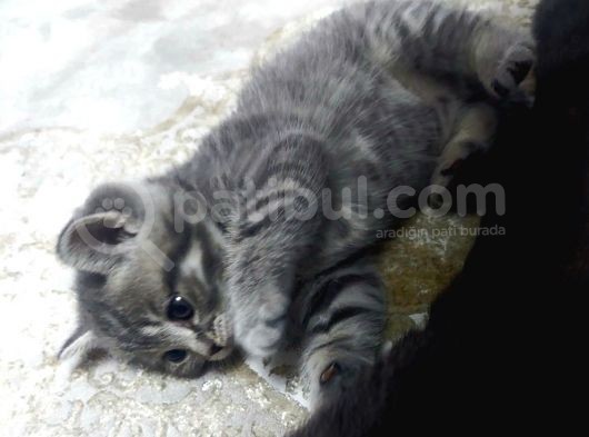 British Shorthair Erkek Yavru Leopar Desenli görsel