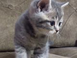 British Shorthair Erkek Yavru Leopar desenli
