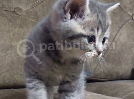British Shorthair Erkek Yavru Leopar Desenli