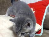 British Shorthair Erkek Yavru Leopar Desenli