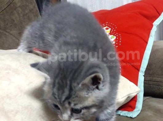 British Shorthair Erkek Yavru Leopar Desenli görsel