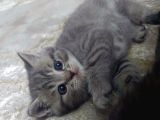British Shorthair Erkek Yavru Leopar Desenli