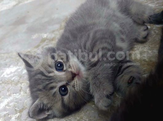 British Shorthair Erkek Yavru Leopar Desenli görsel