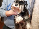 ORİJİNAL YETİŞKİN SCHNAUZER
