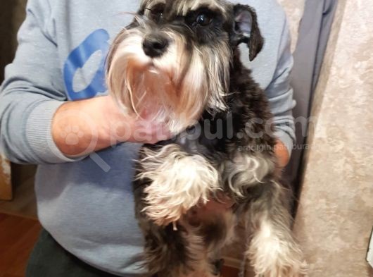 Ori̇ji̇nal Yeti̇şki̇n Schnauzer