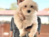 Hiç Büyümeyen Bembeyaz Maltese Terrier