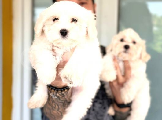Hiç Büyümeyen Bembeyaz Maltese Terrier
