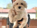 Hiç Büyümeyen Bembeyaz Maltese Terrier
