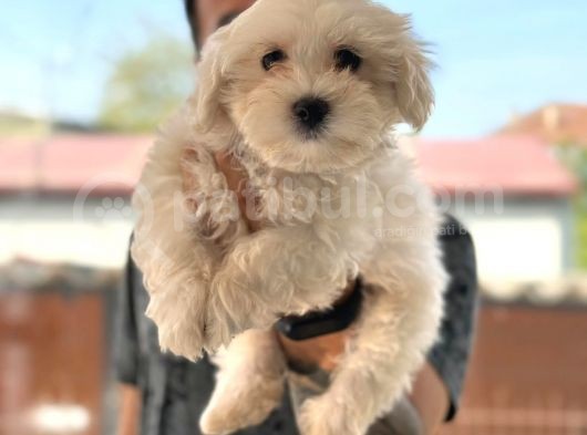 Hiç Büyümeyen Bembeyaz Maltese Terrier görsel