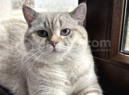 British Lynx Point görsel