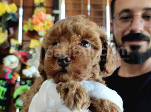 Scr Li Mükemmel Toy Poodle Yavrular görsel